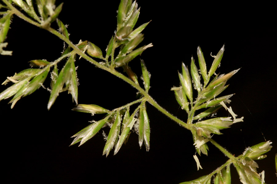 Close-up of spikelets in bloom