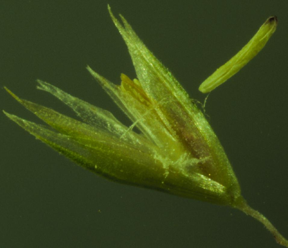 Close-up of a flower in bloom