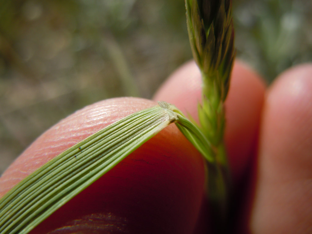 Leaf sheath and leaf blade