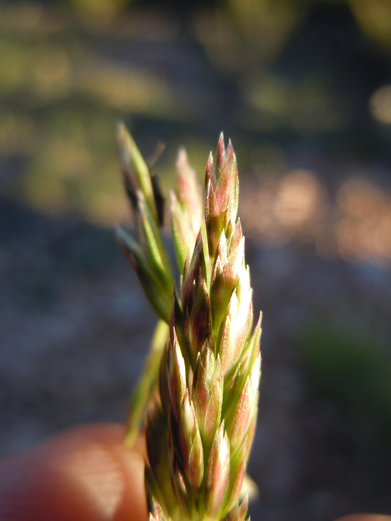 Seedhead tinged with pink