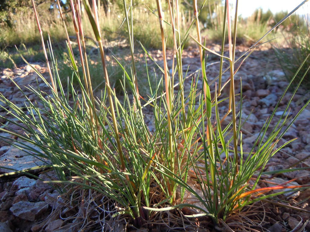 bBunchgrass with green bushy base and reddish seedheads on taller stems.
