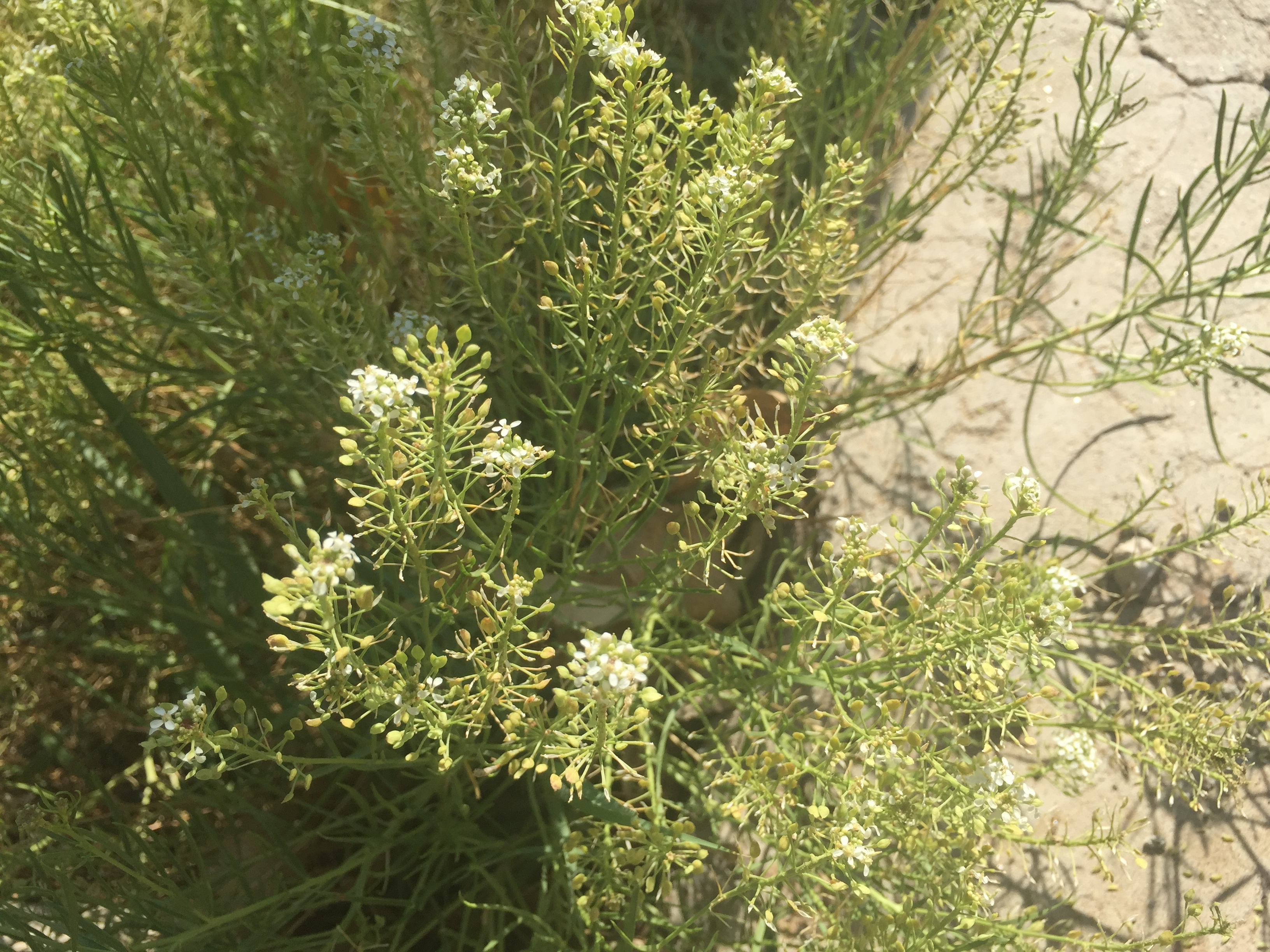 Inflorescence with small white flowers and some new seeds