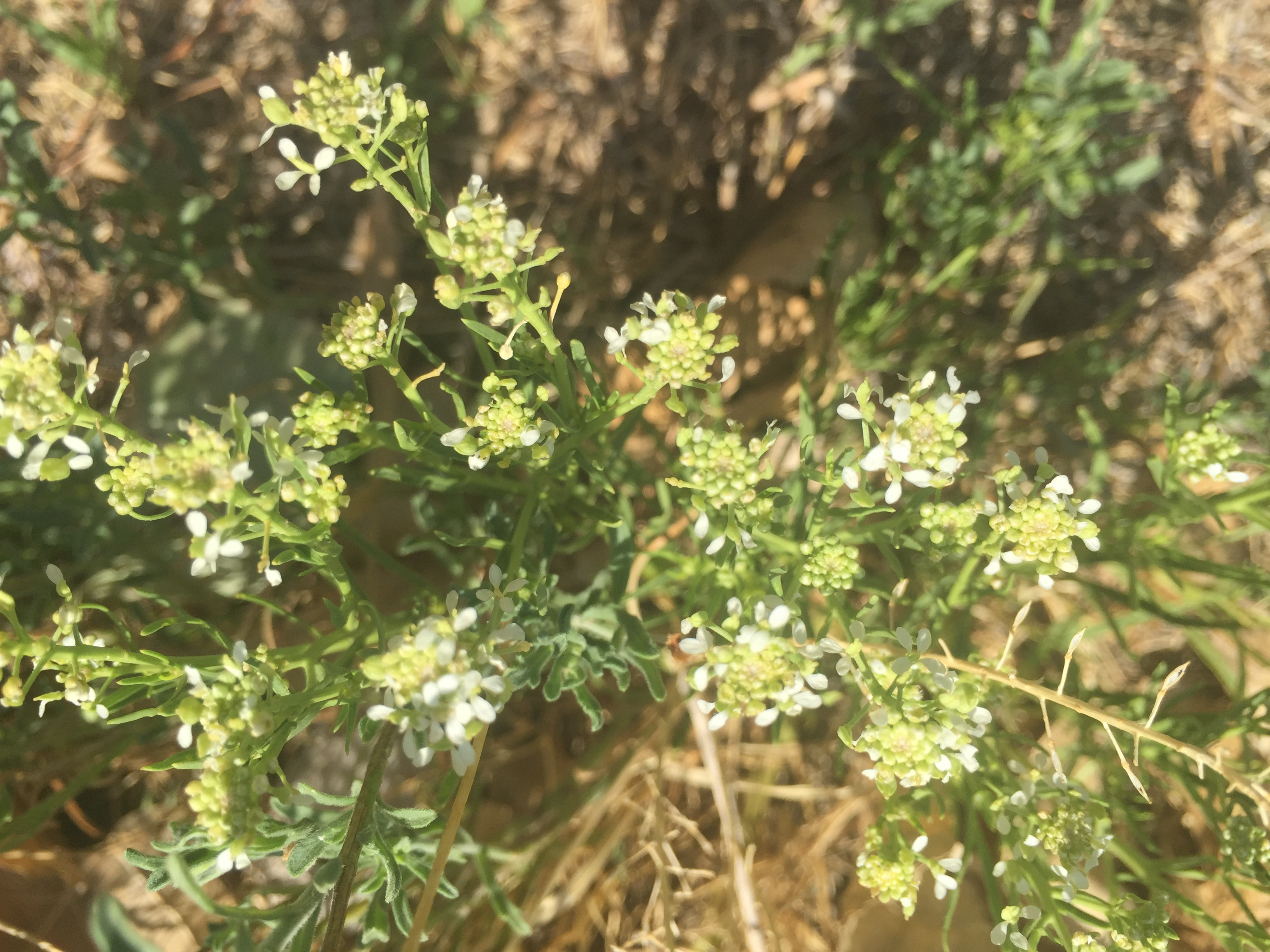 Small leaves and flower clusters with buds and white blooms