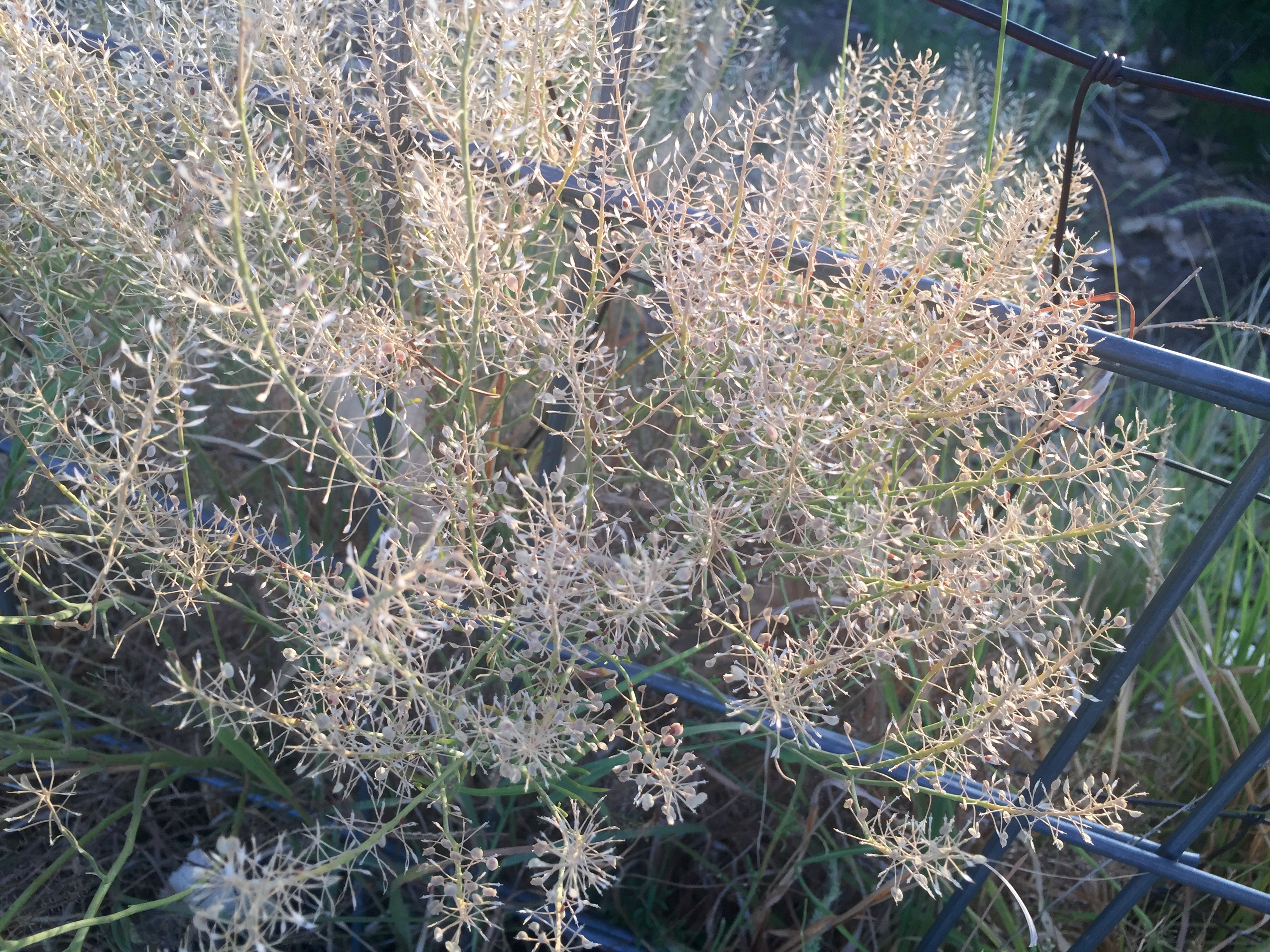 Plants long after they have gone to seed. In this state, they have a pale, brushy appearance.