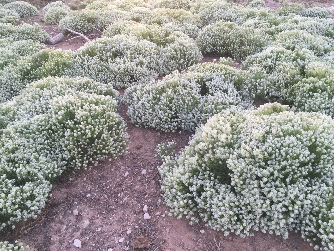 Many white flowered round plants covering sandy ground