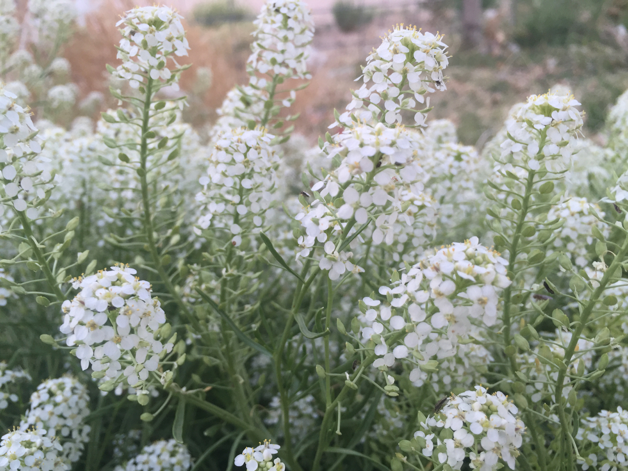 Close up of white flowered stems