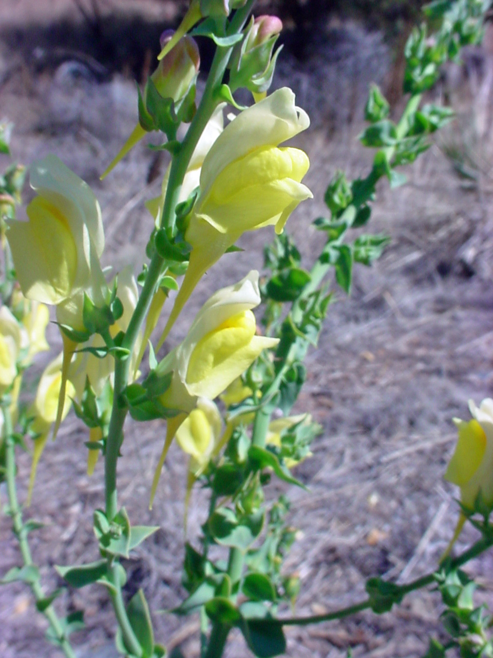 Distinctive spur on the yellow flowers