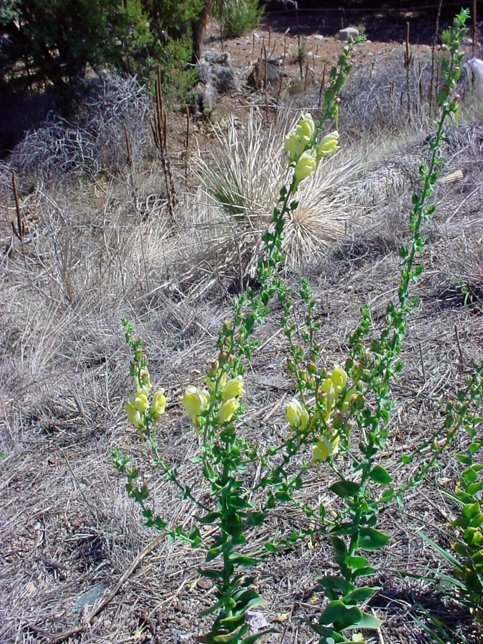 Plants growing in a dry, scrubby habitat and displaying erect flower stalks