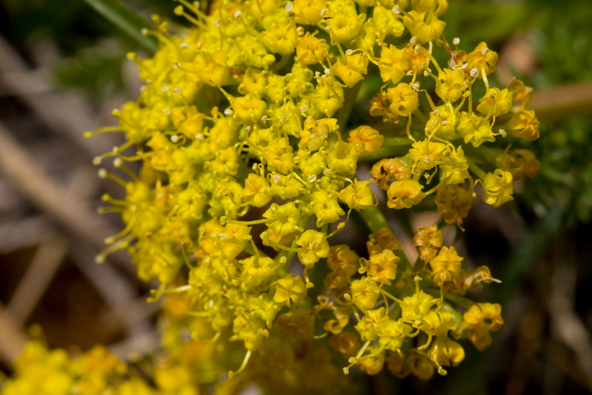 Dense cluster of yellow flowers in an umbel