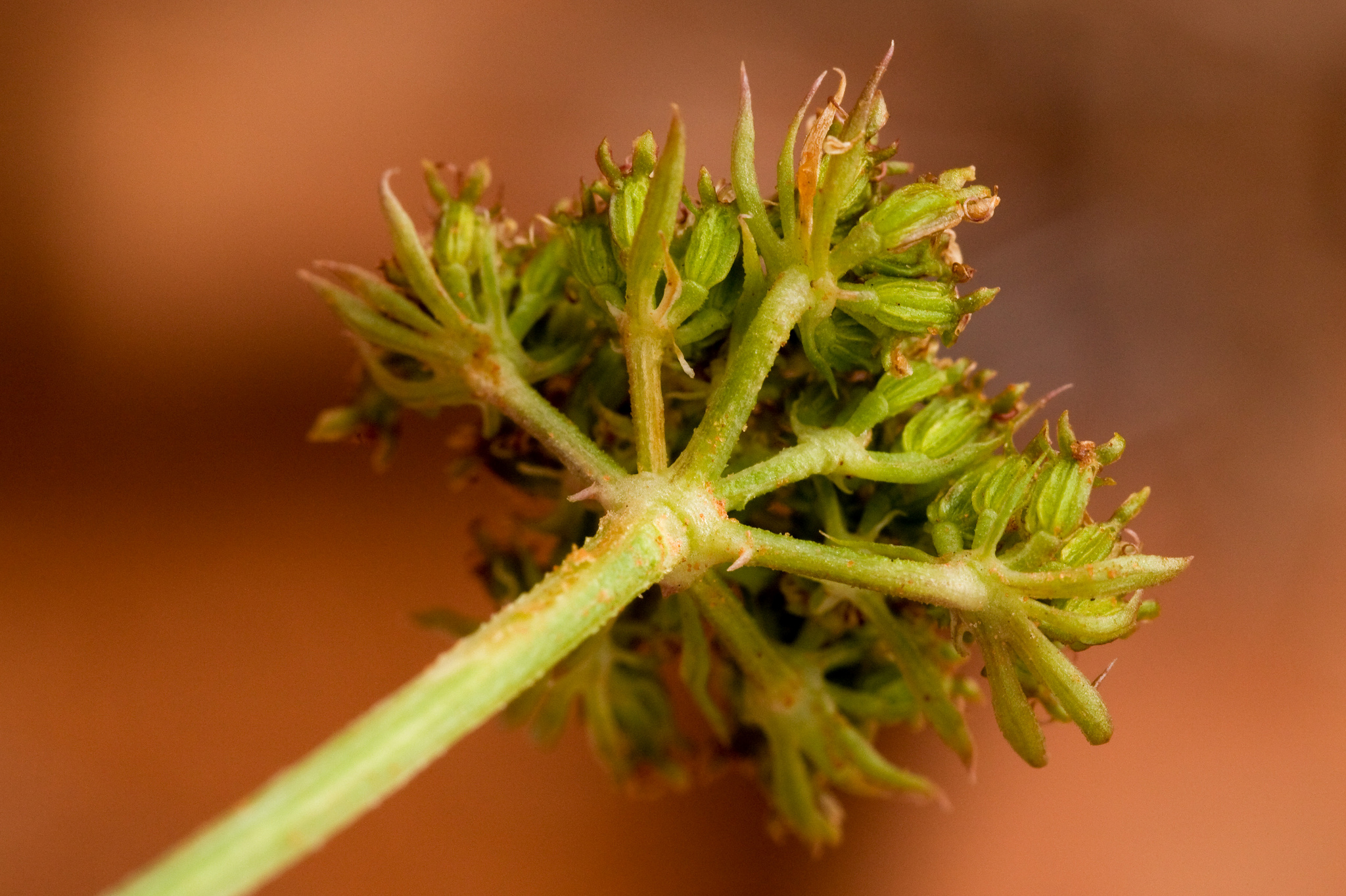 Seeds forming on inflorescence after blooming