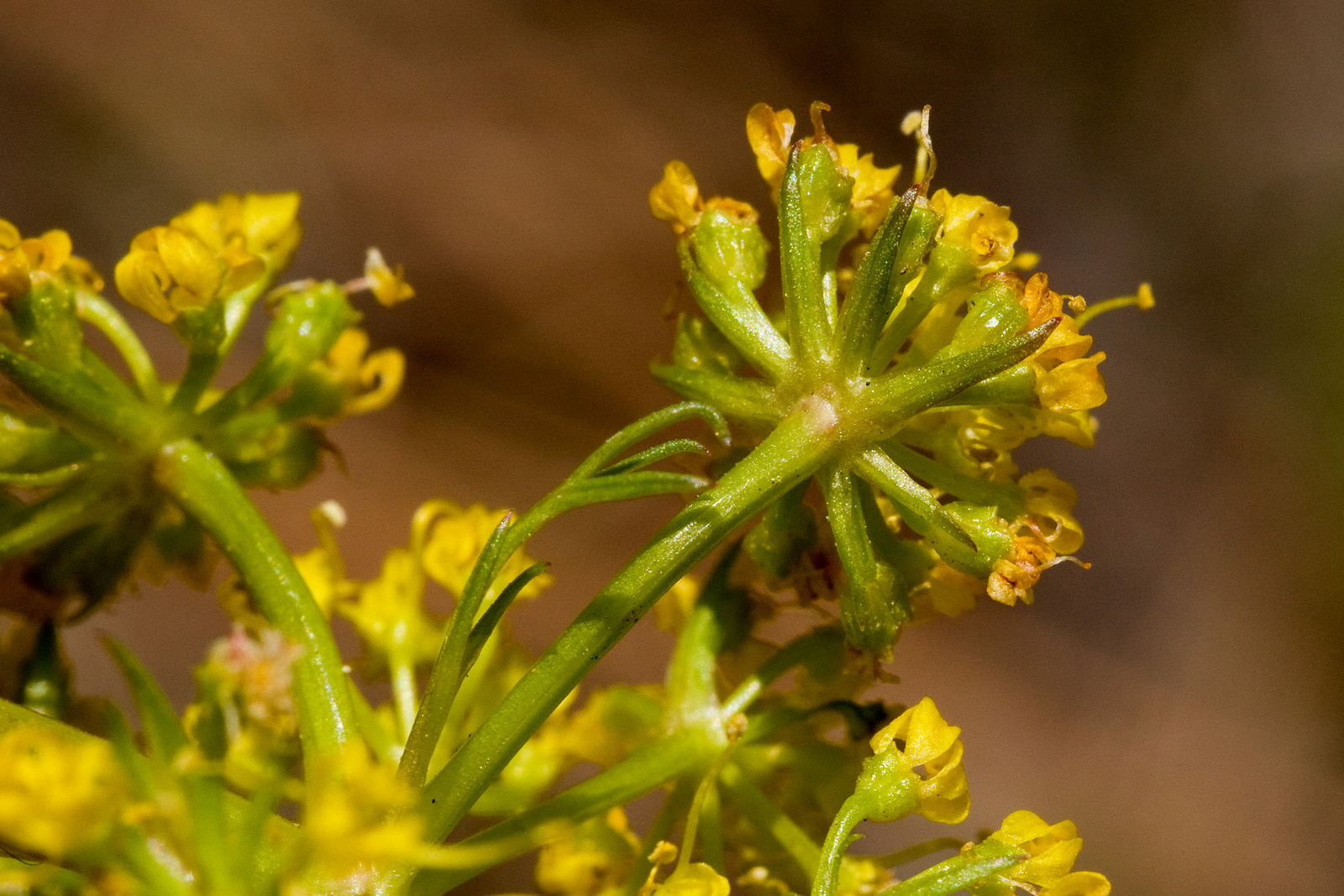 Underside of flower cluster, showing umbel shape and yellow petals