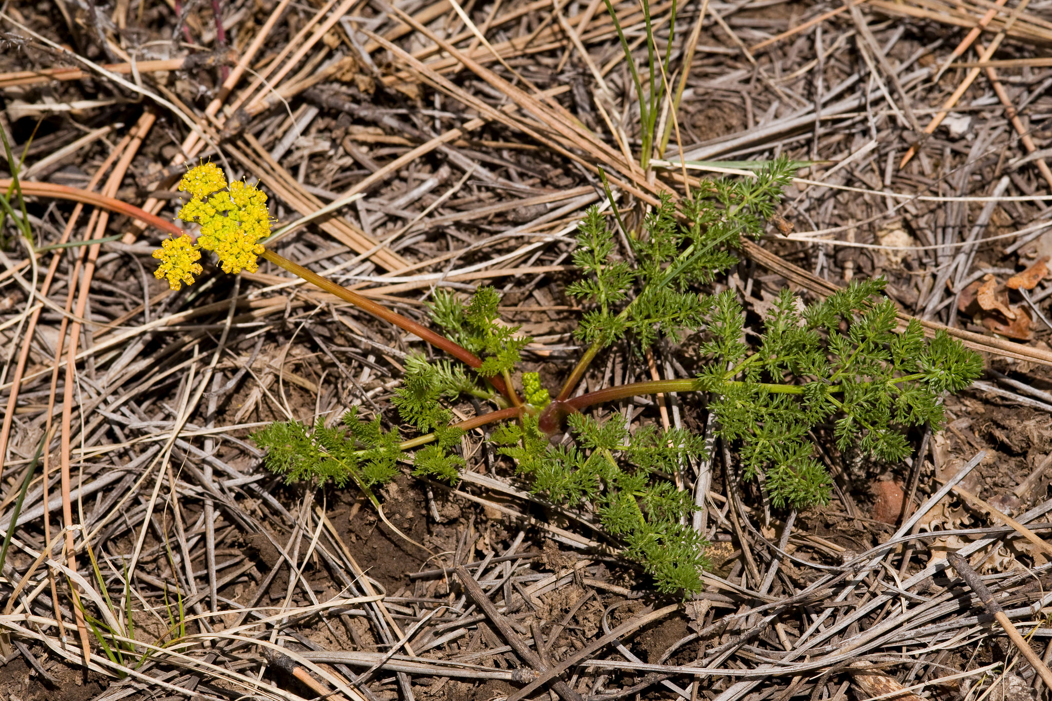 Example of growth habit of small specimen