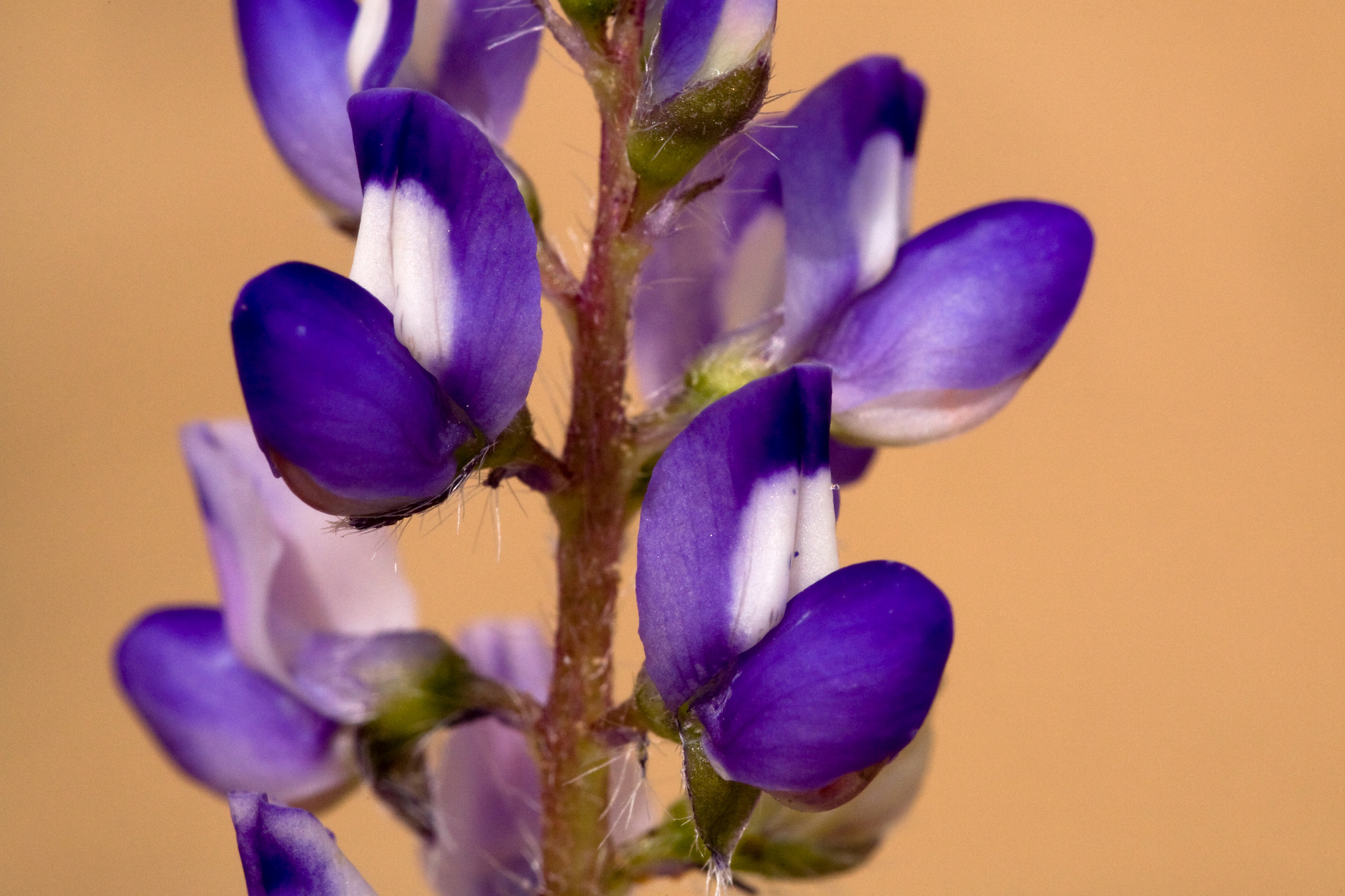 Deep purple blossoms with white patches. Flowers are a shape characteristic of the pea family