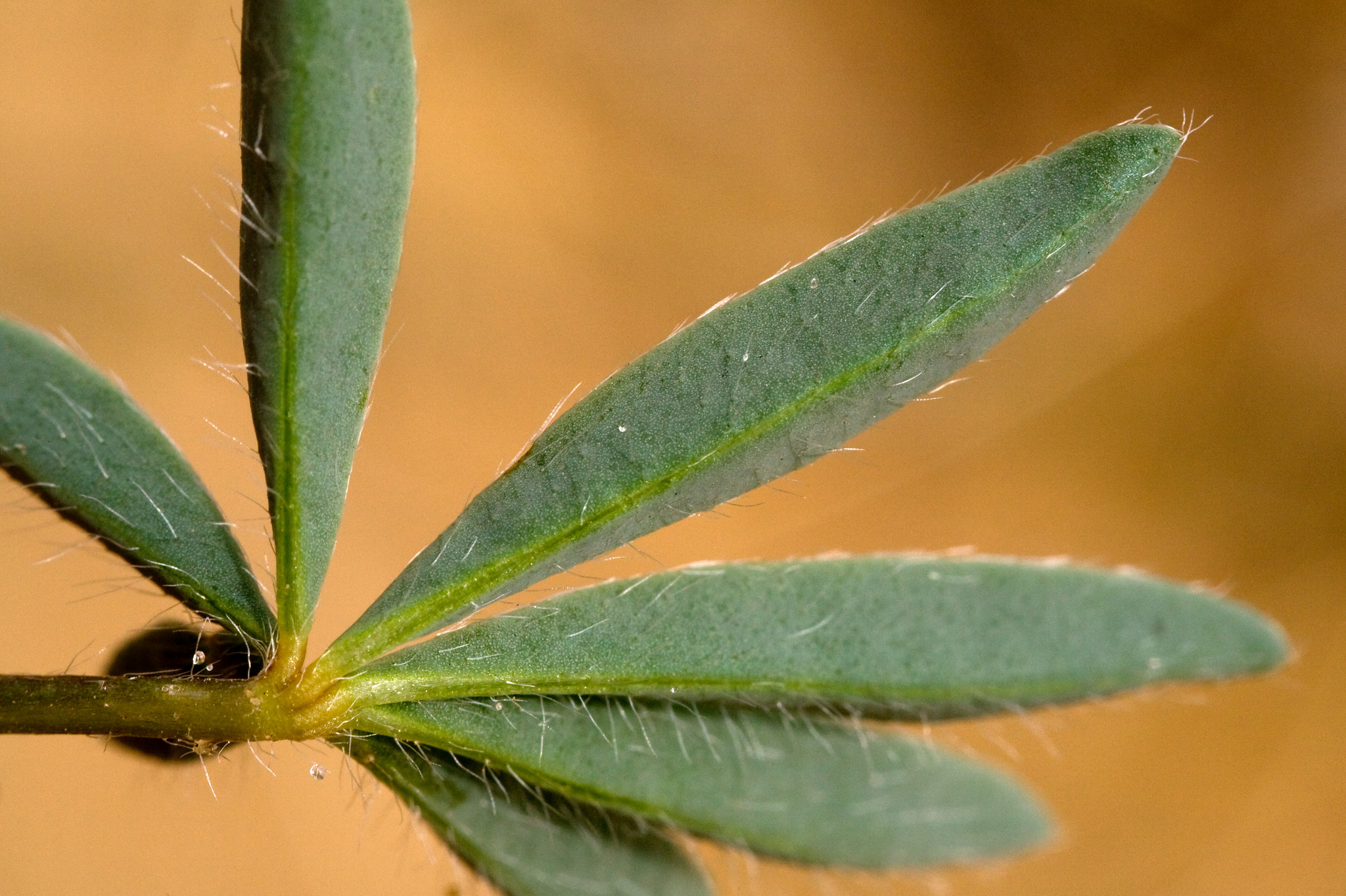 Palm shaped leaves, slightly hairy and light green in color