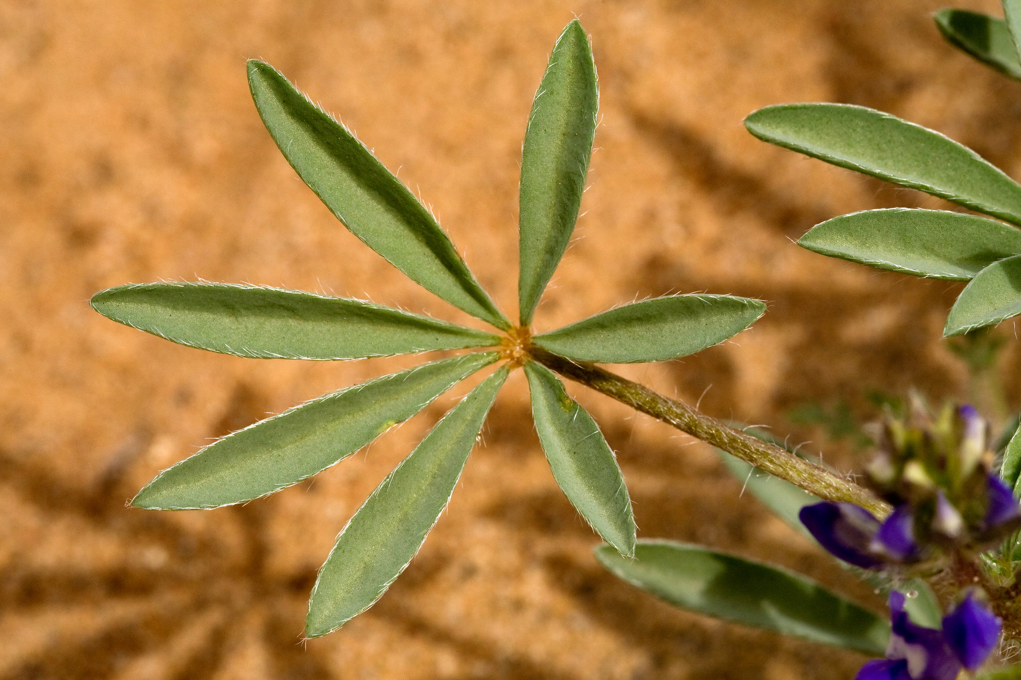 Foliage and stem