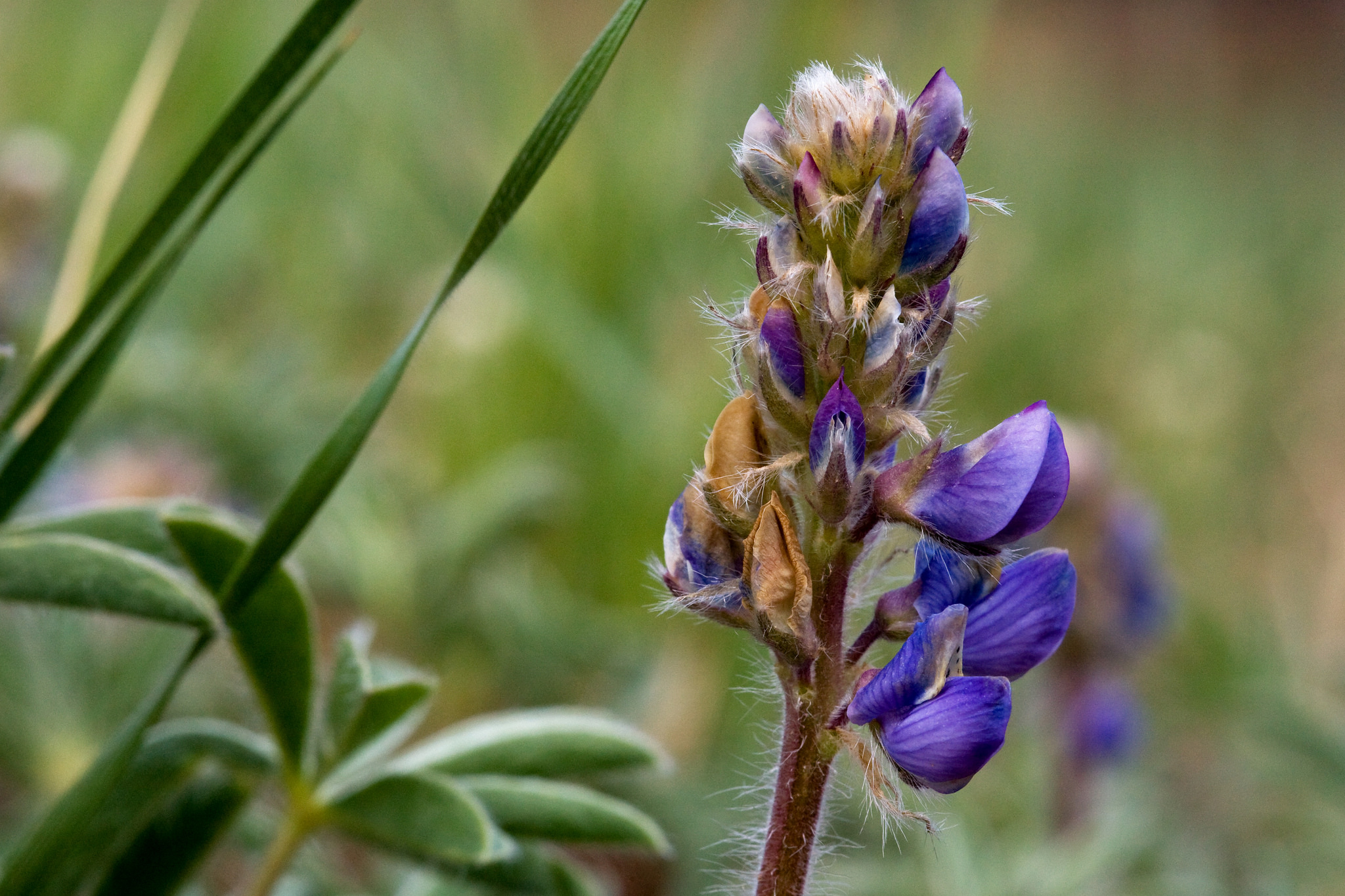 Inflorescence showing arrangement of purple flowers on a spike