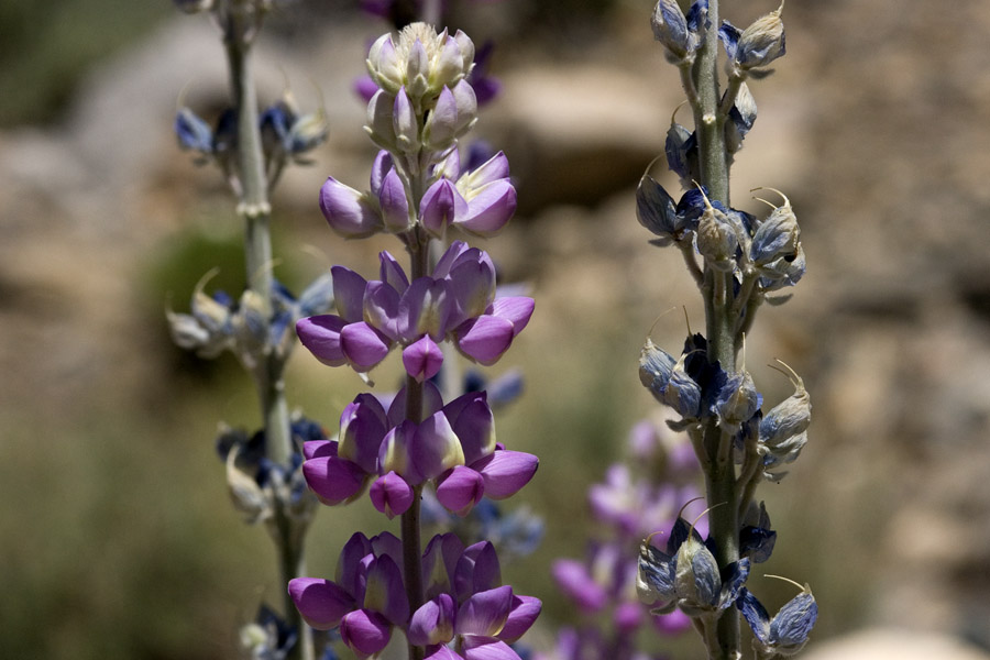 A more lavender or orchid colored blossom is common