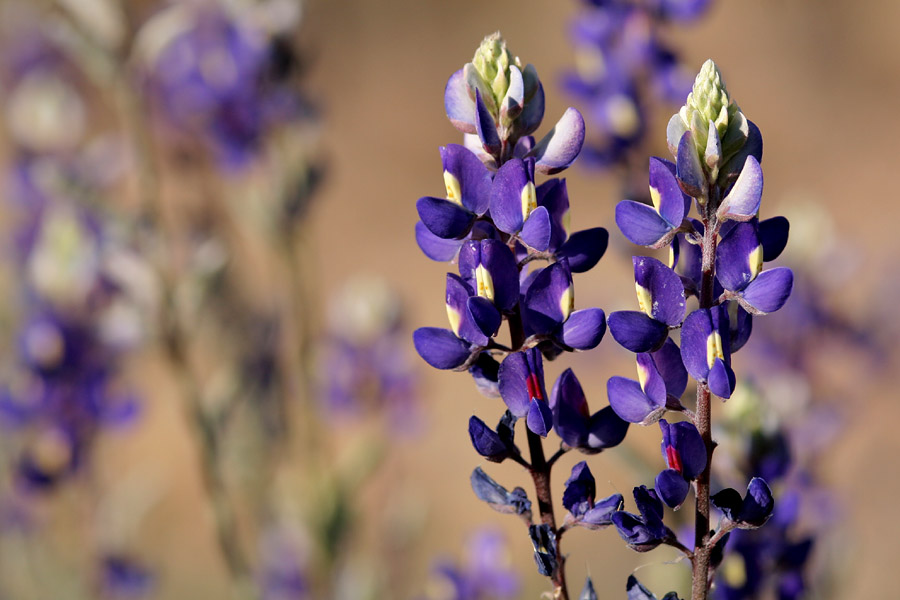 Inflorescence with dark purple flowers. The tip of the inflorescence is almost white.