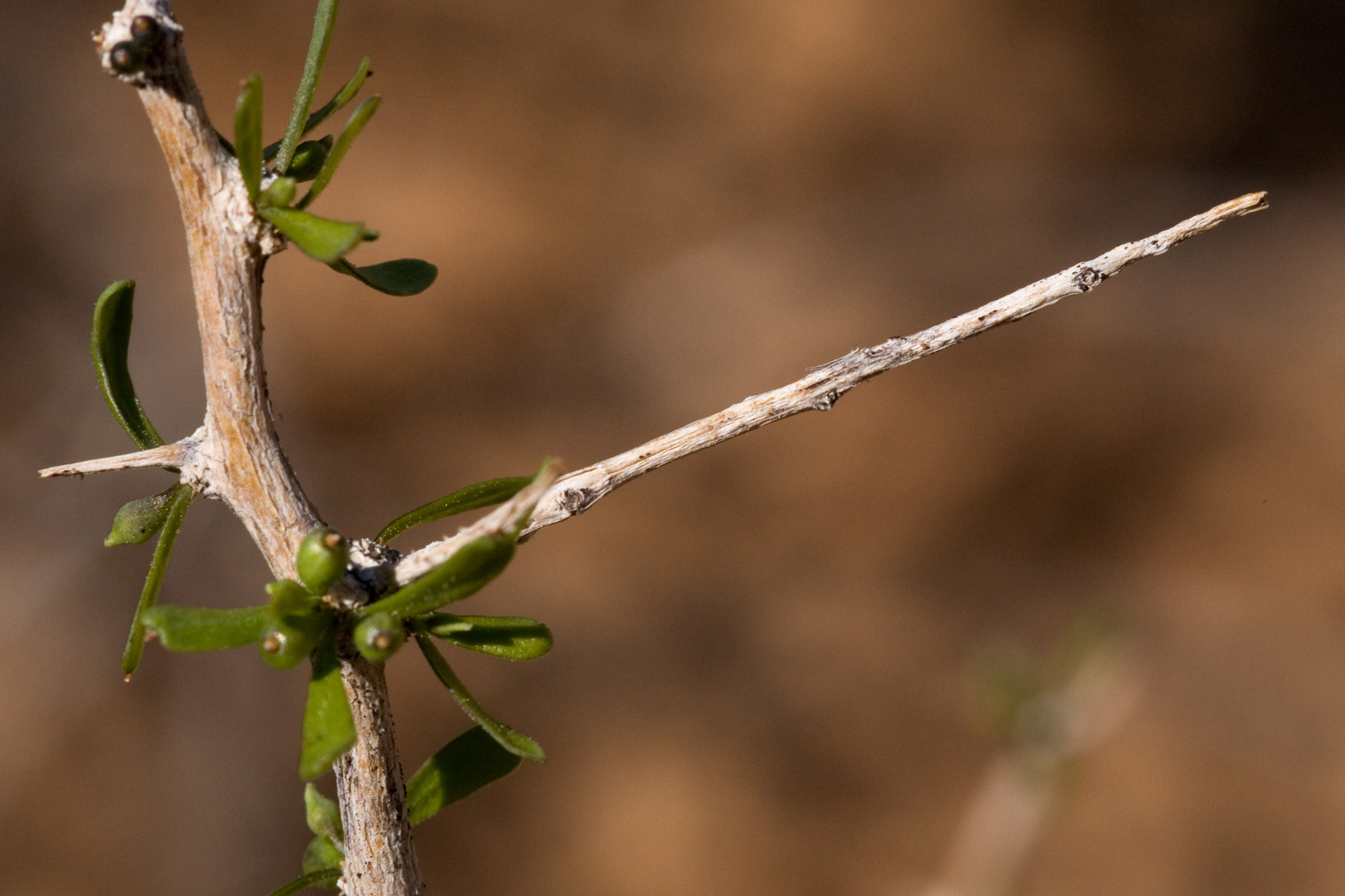 Small green fruits forming among leaf clusters right along the woody twig