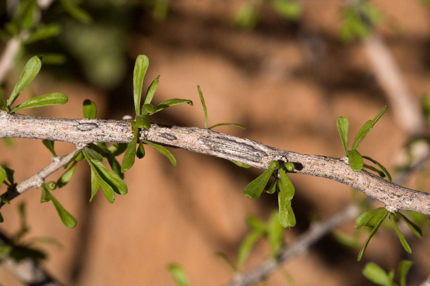 A woody twig with narrow leaves periodically clustered along it. Tiny green fruits are also visible.