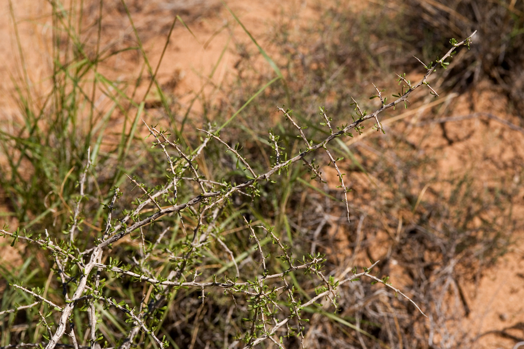 Growth habit showing branched, woody stems and sparse, dark green, narrow foliage