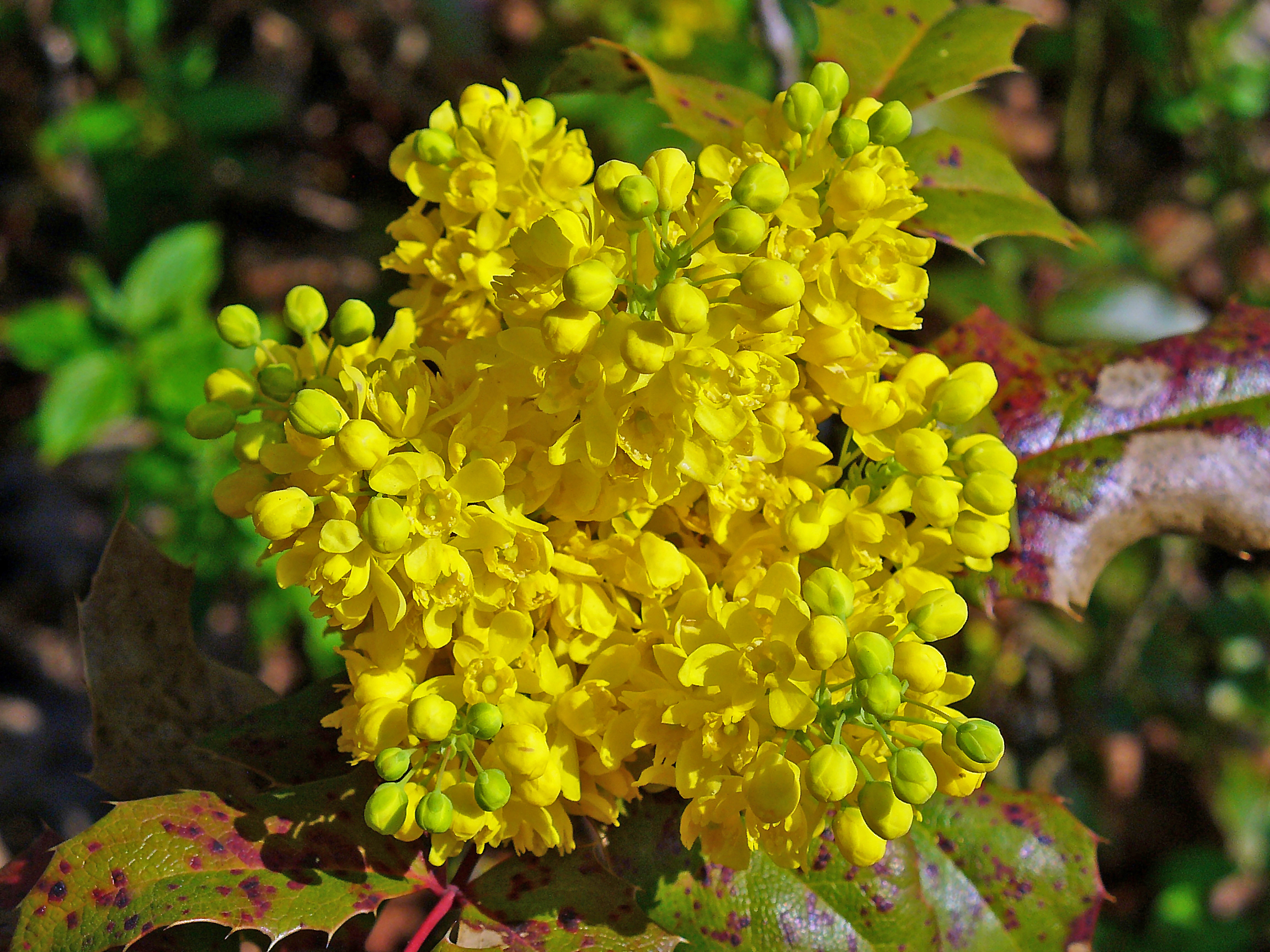 Bright yellow inflorescence