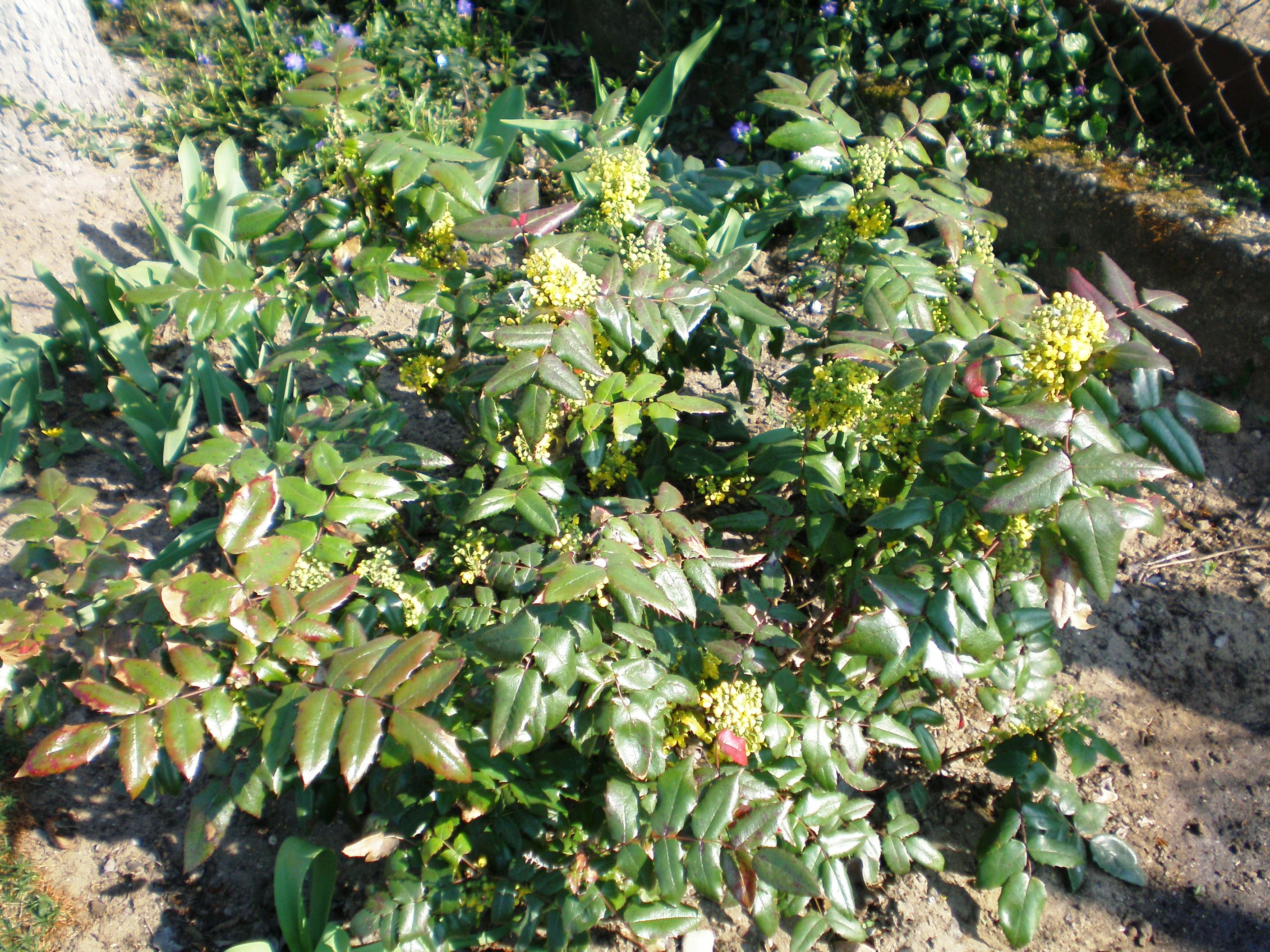 Growth habit and glossy pinnate leaves