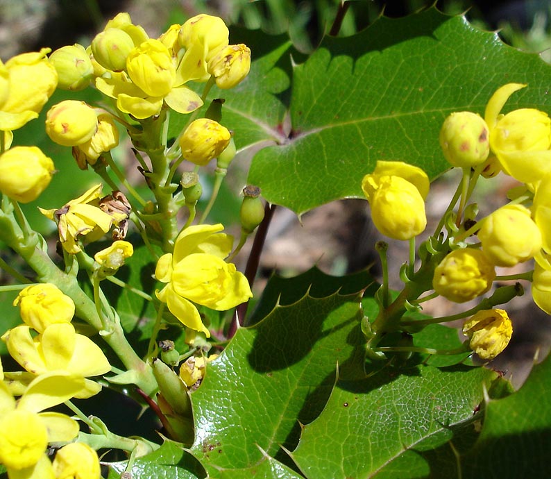 Closeup of yellow flowers and glossy leaves with tiny spines on leaf margins