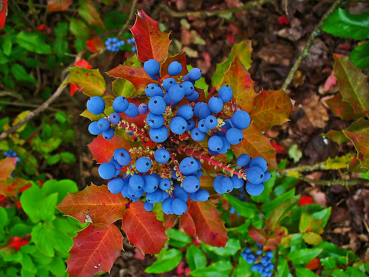Cluster of small bright blue berries with red foliage behind them and green foliage farther behind them.