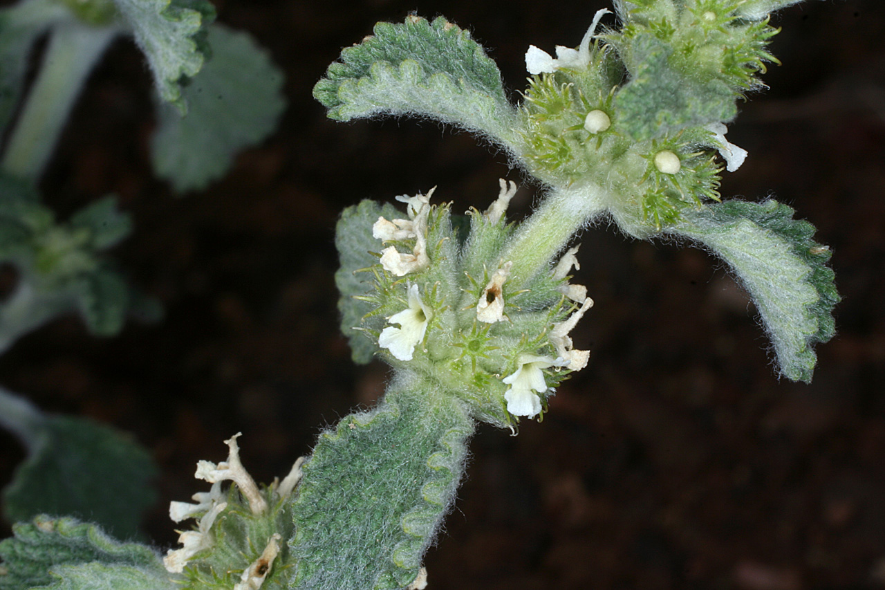 Square stem (characteristic of the mint family) with fuzzy, dentate leaves and tiny white flowers