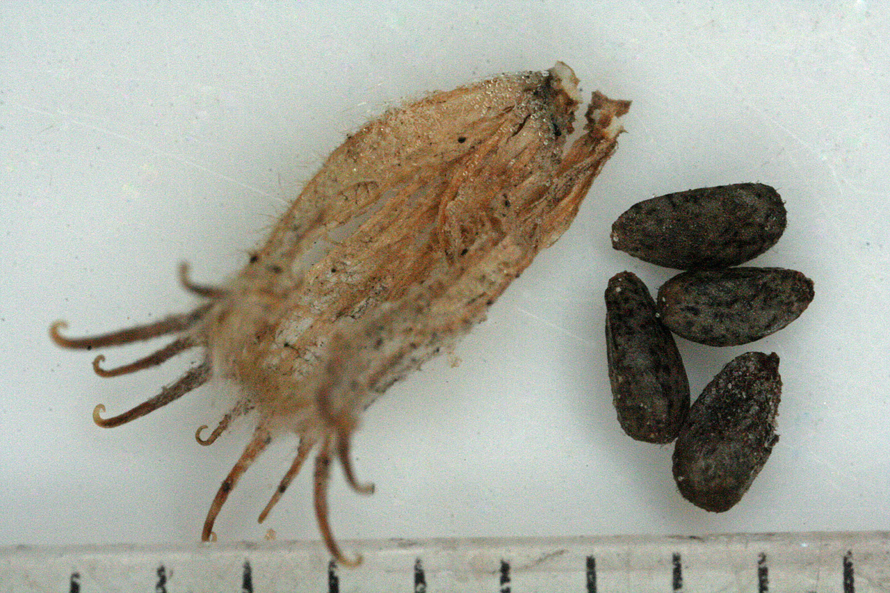 Seed capsule with tiny hooked teeth at the top