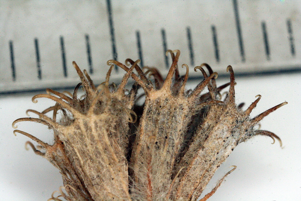 Seed capsules next to a ruler to show how small they are!