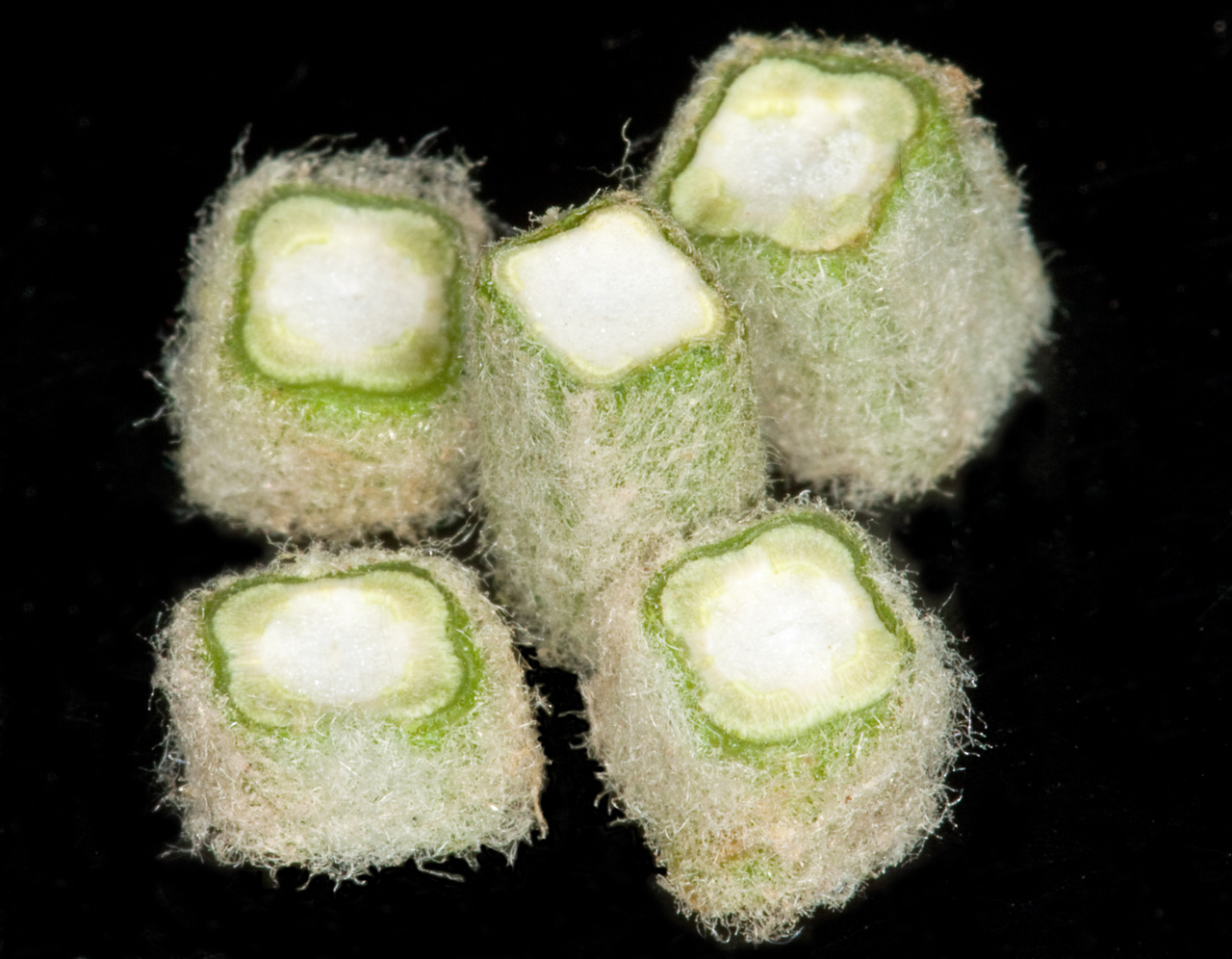 Cross-sections of the fuzzy, square stem.