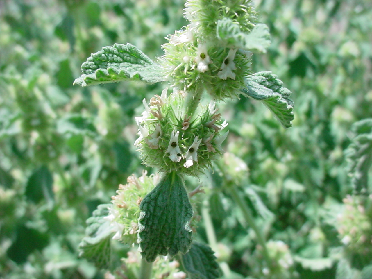 Small clusters of white flowers arrange along the stem.