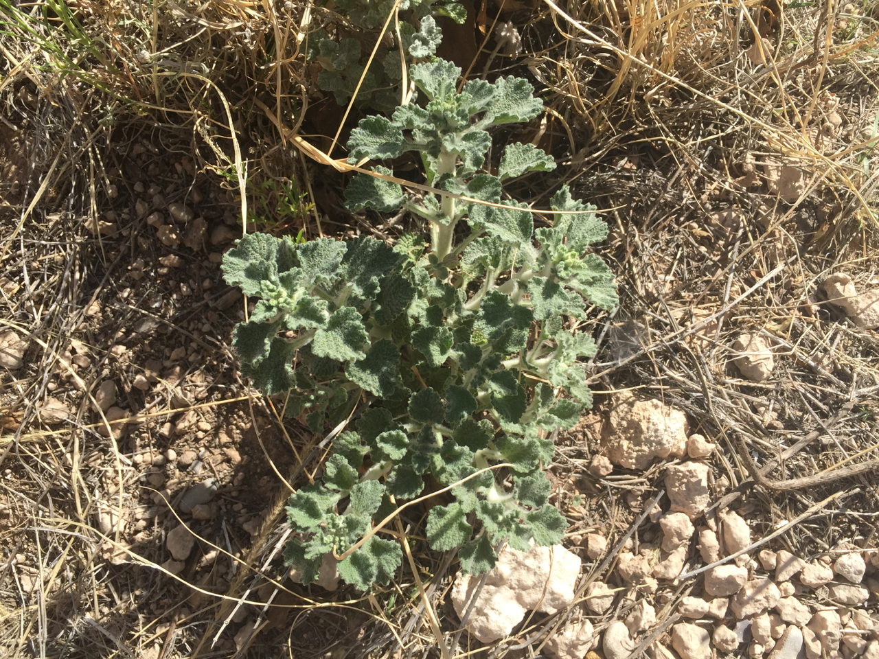 Bushy clump of horehound early in the season before flowering