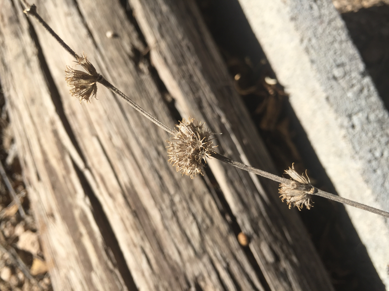 Dry seedheads on a brown stalk in the wintertime