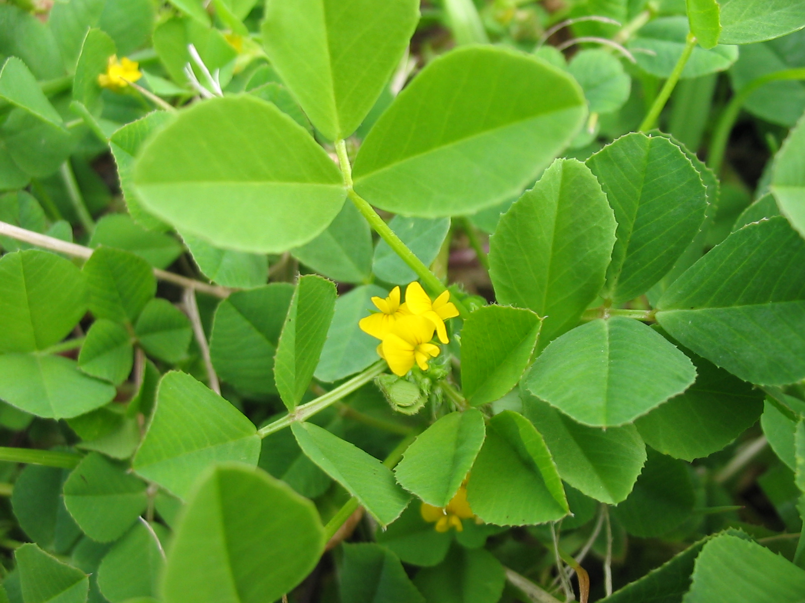 Trifoliate leaves and yellow flowers
