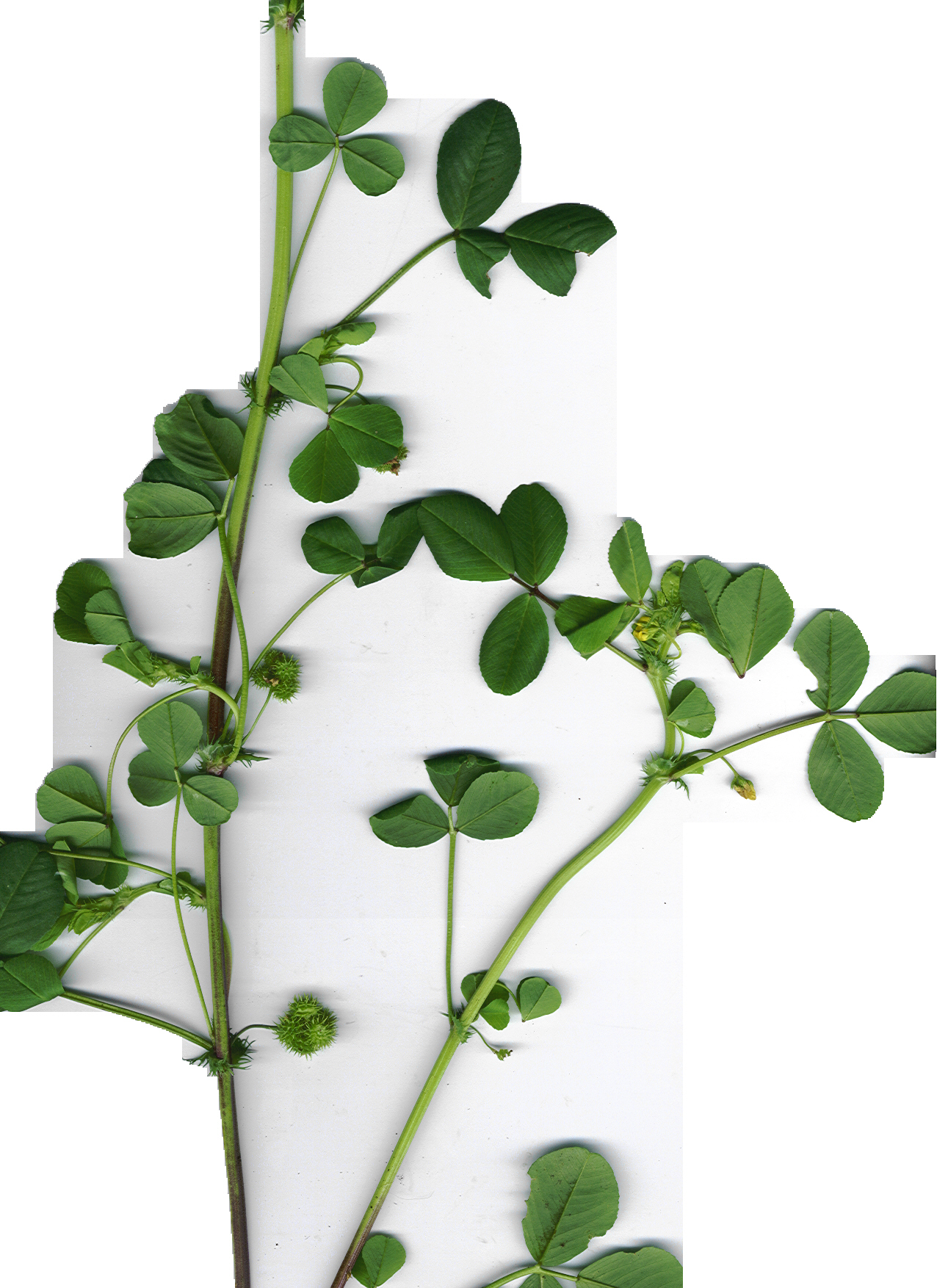 Stems and trifoliate leaves