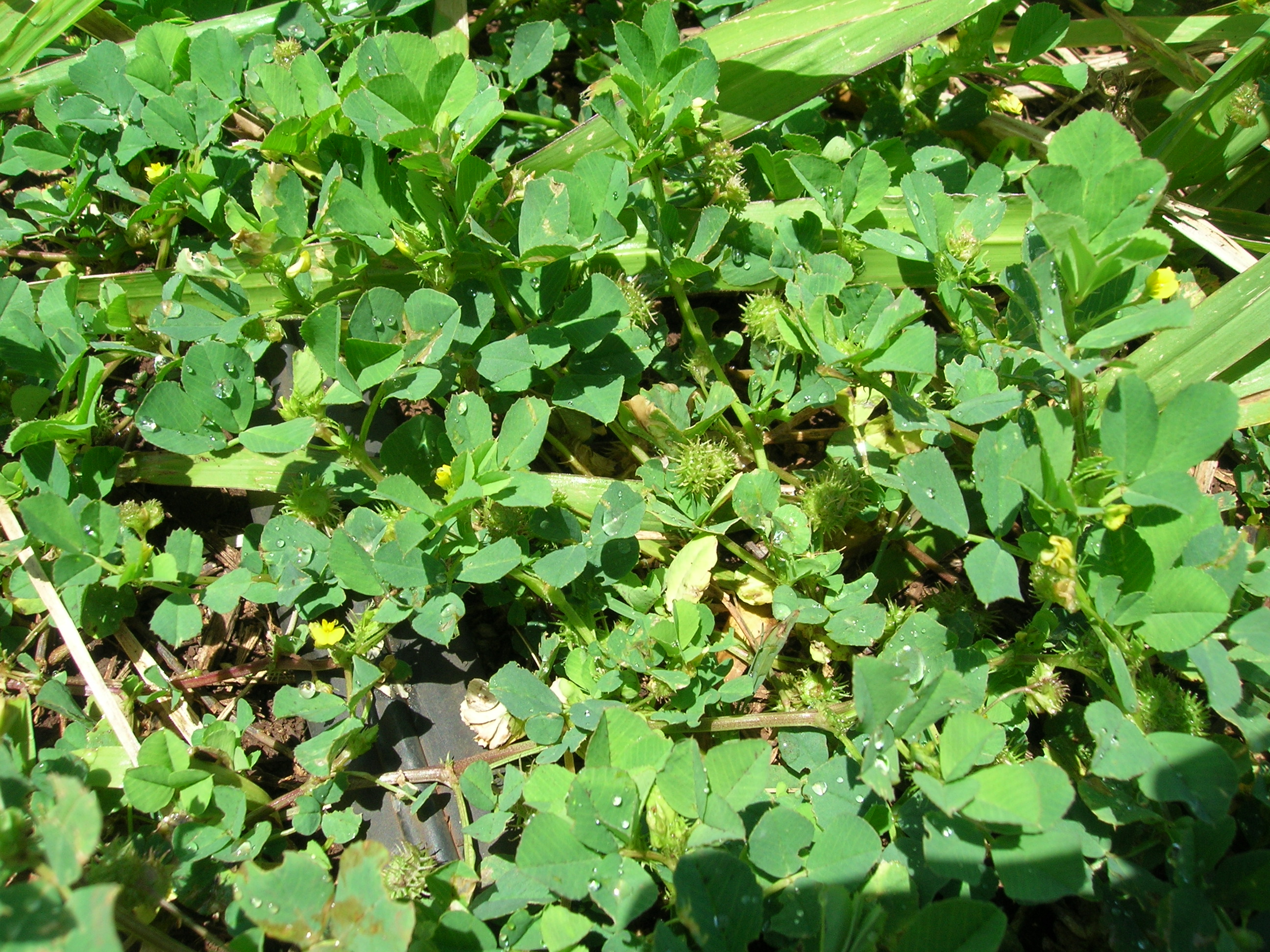 Growth habit, including burs just starting to form