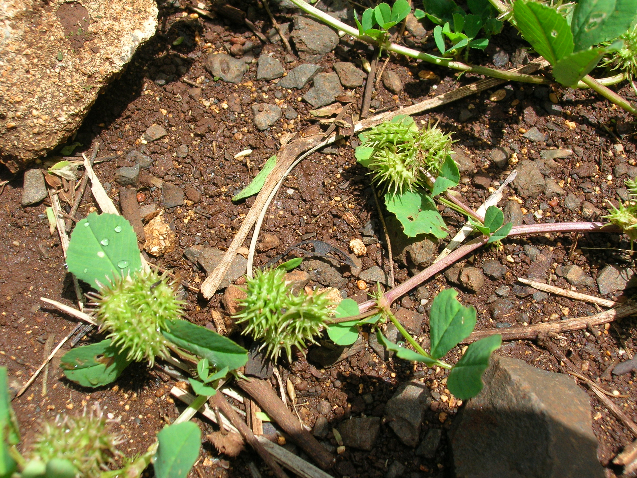 Green burs and leaves