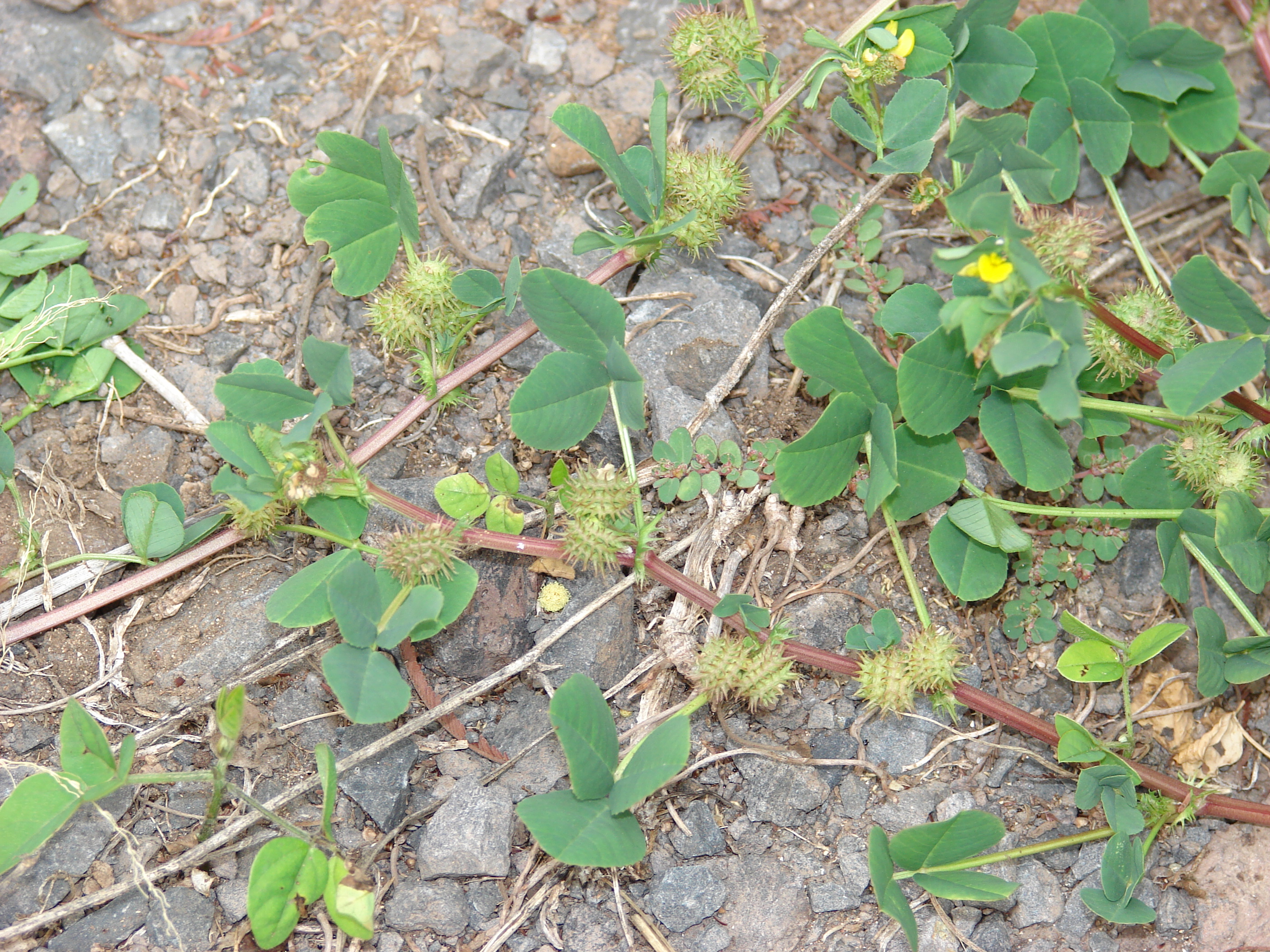All parts of burclover visible at once: leaves, yellow flowers, and burs