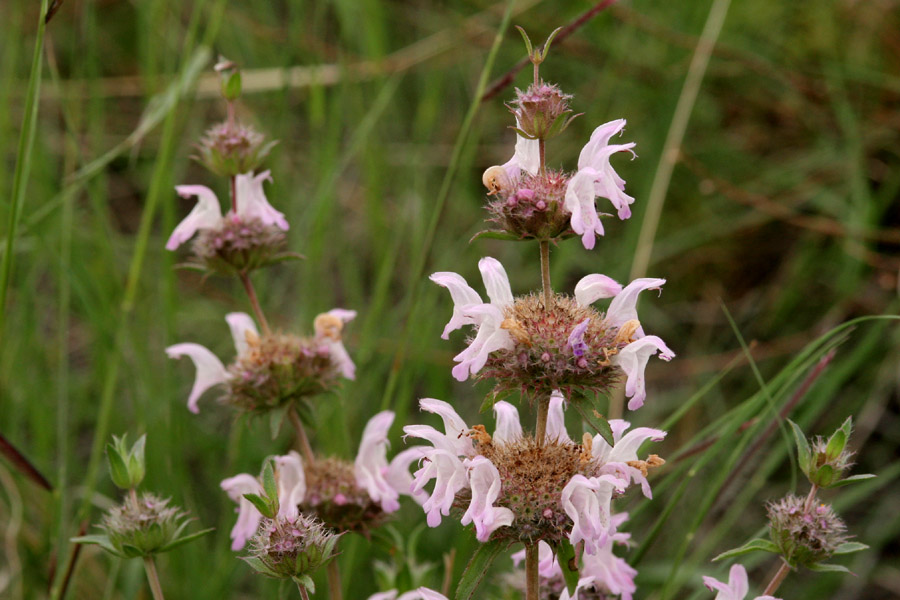 Pink flowers on tall brown stems with green grassy background