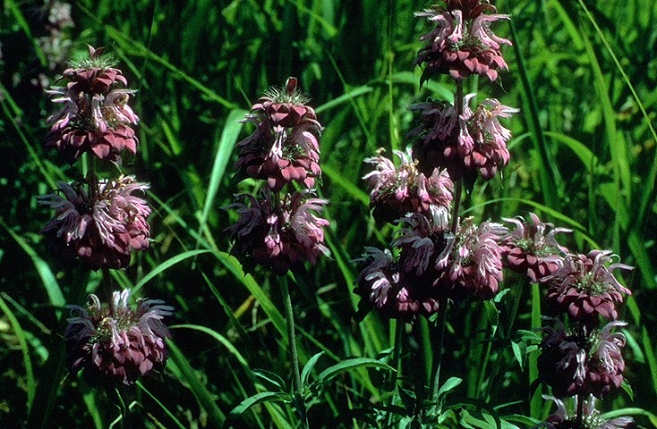 dark purple flowers on tall stems with green grassy background