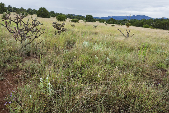 Grassy scene with white flowering forbs, cholla, and juniper trees in the background