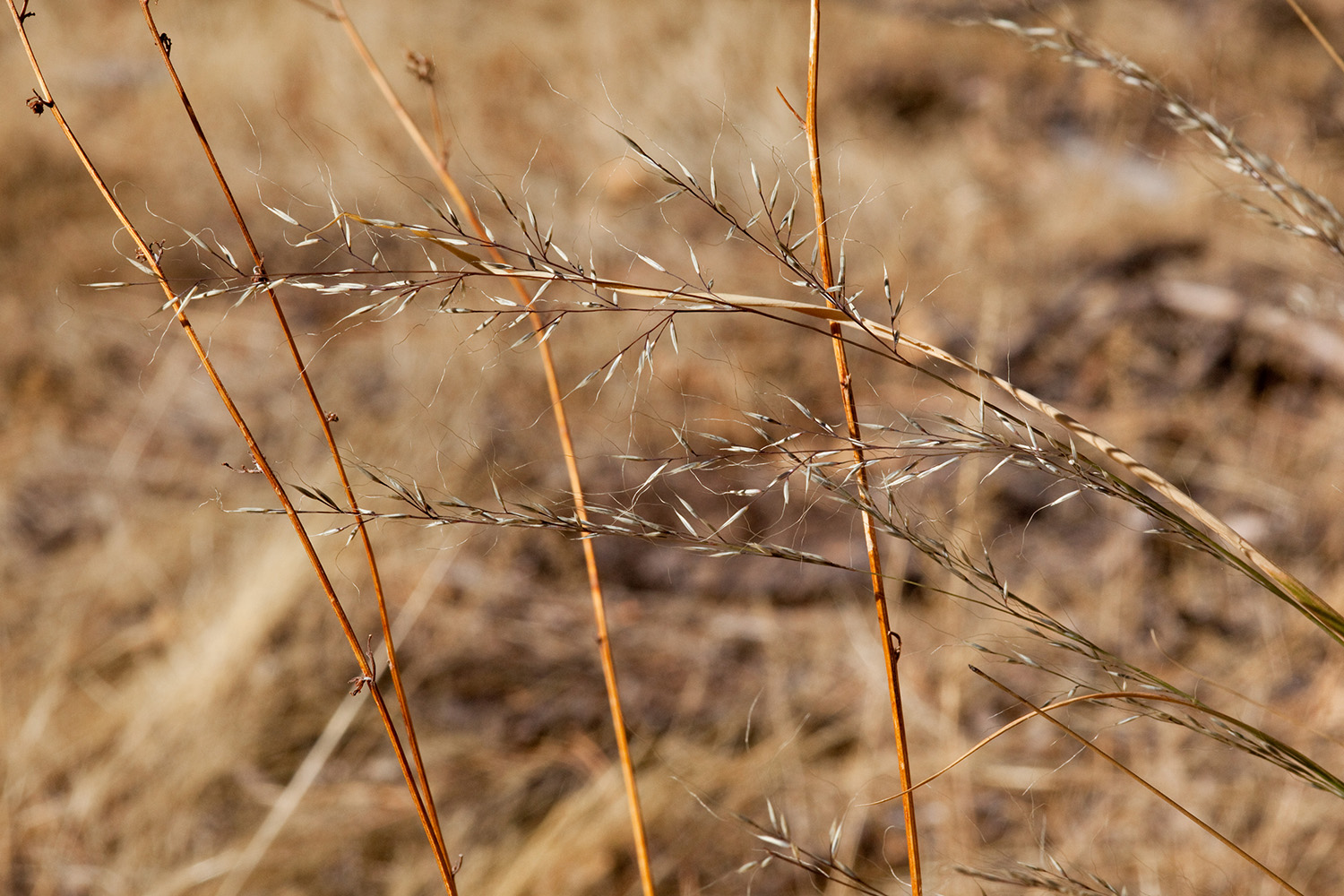 Loosely branched panicles