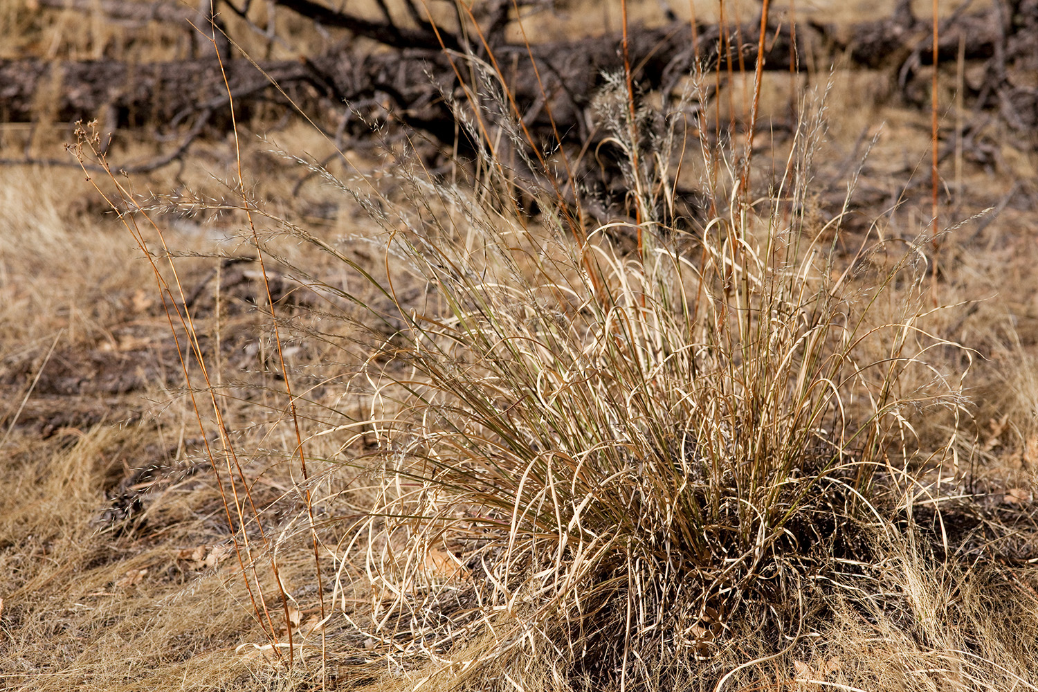 Growth habit, which is bunchy and tufty