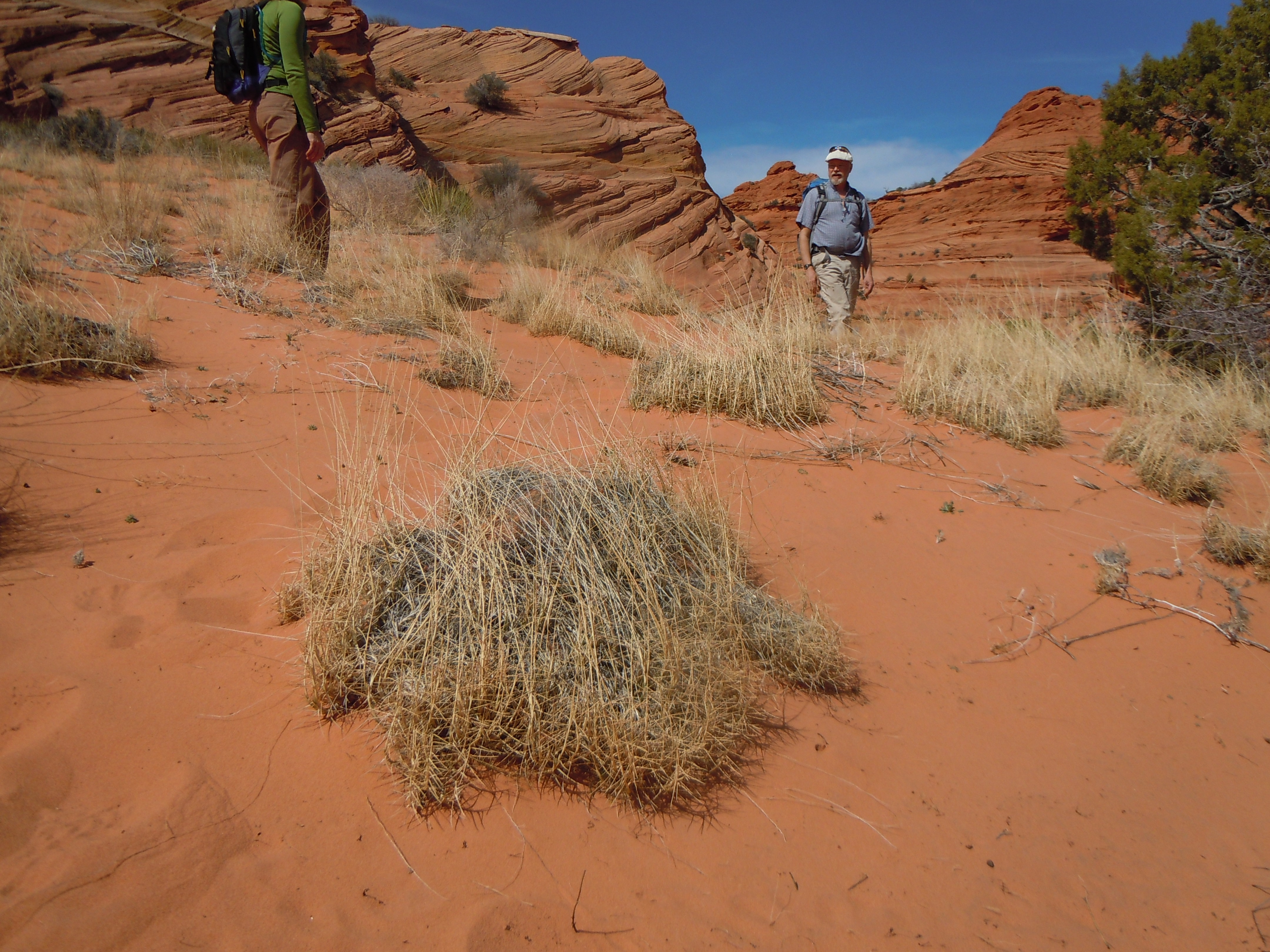 Bunchy growth habit. The grass can form mats in sandy soils.