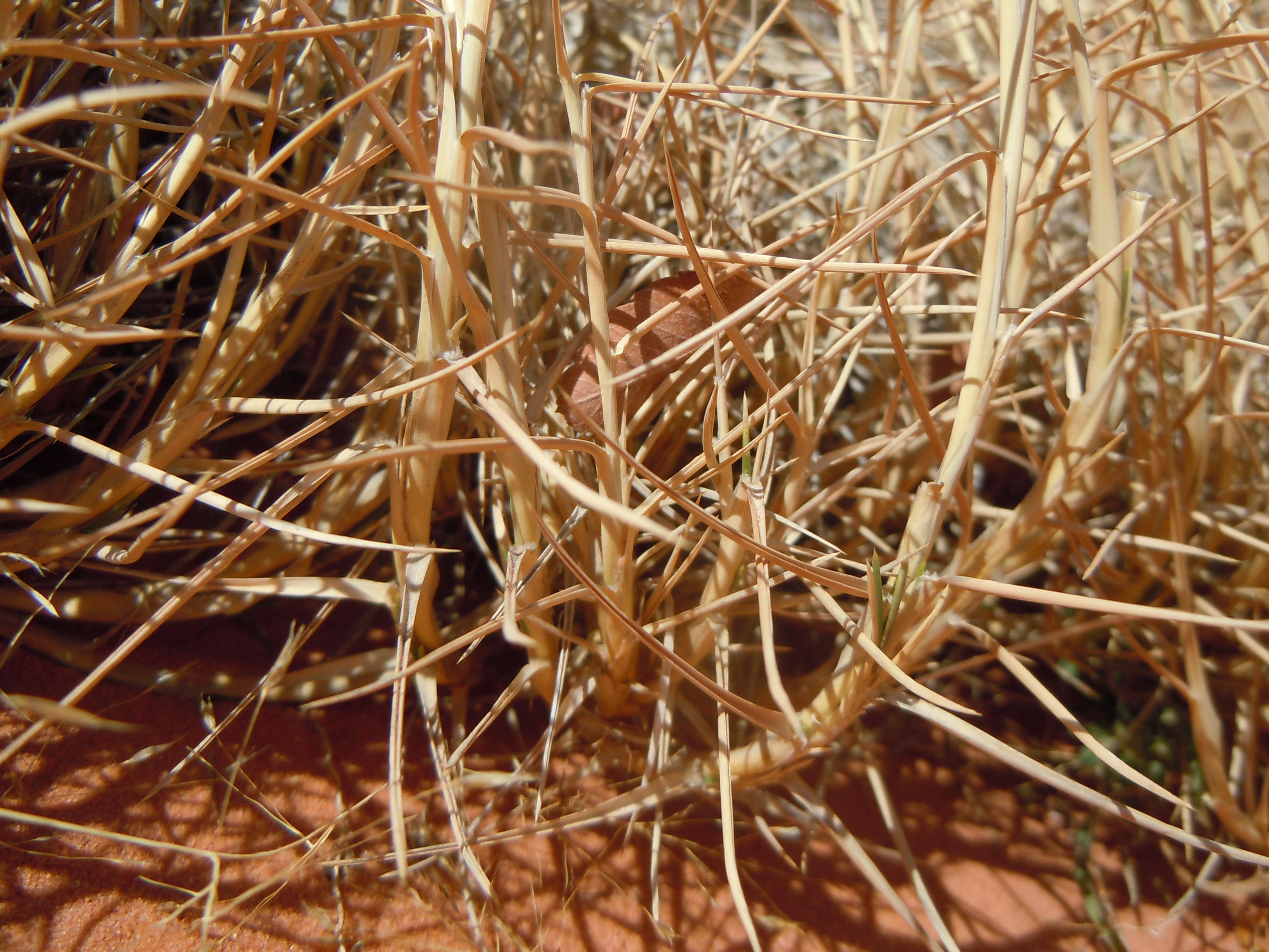Dense, fibrous nature of the grass with its spines and tough leaf blades