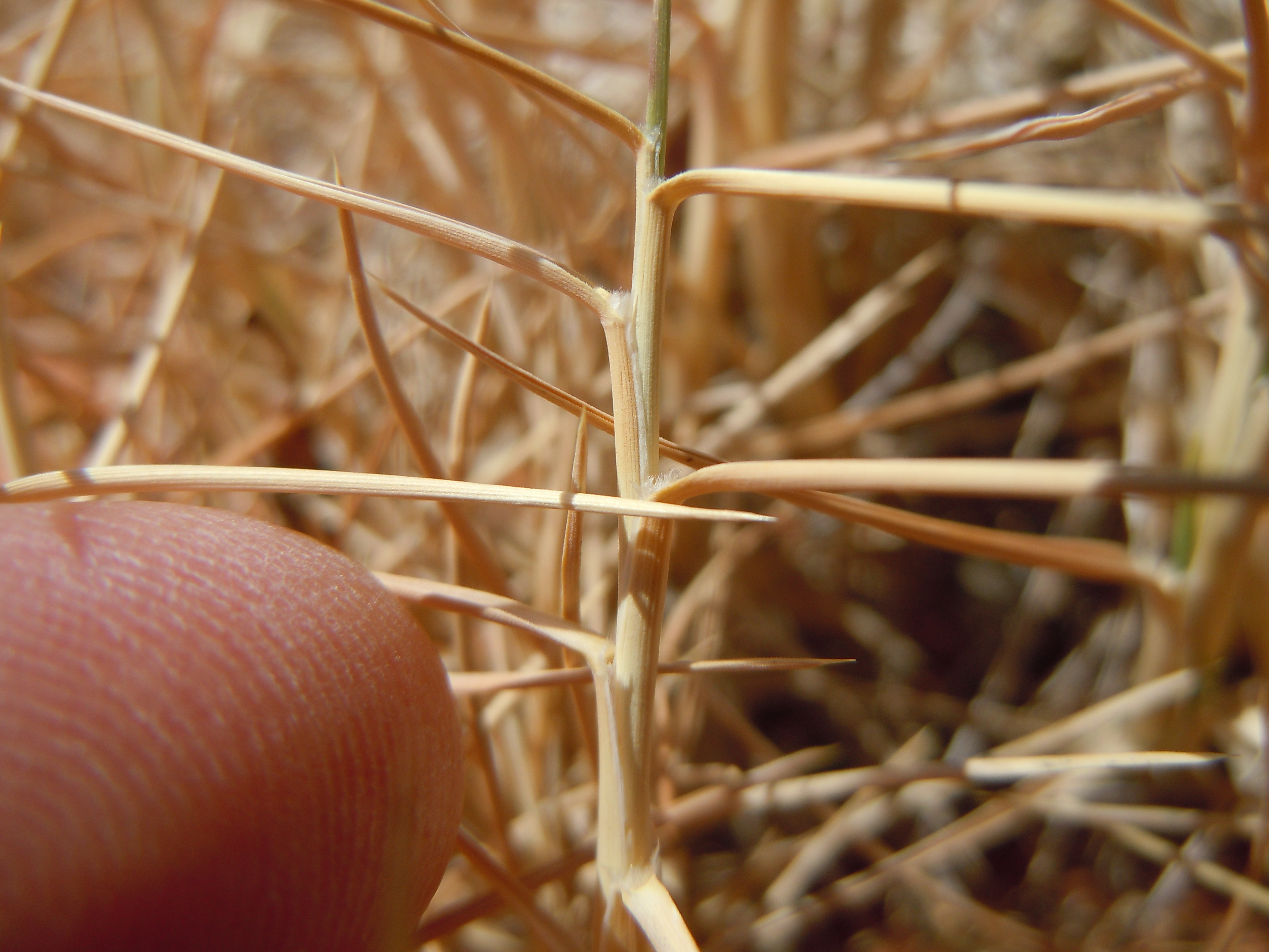 Spiny leaf tips