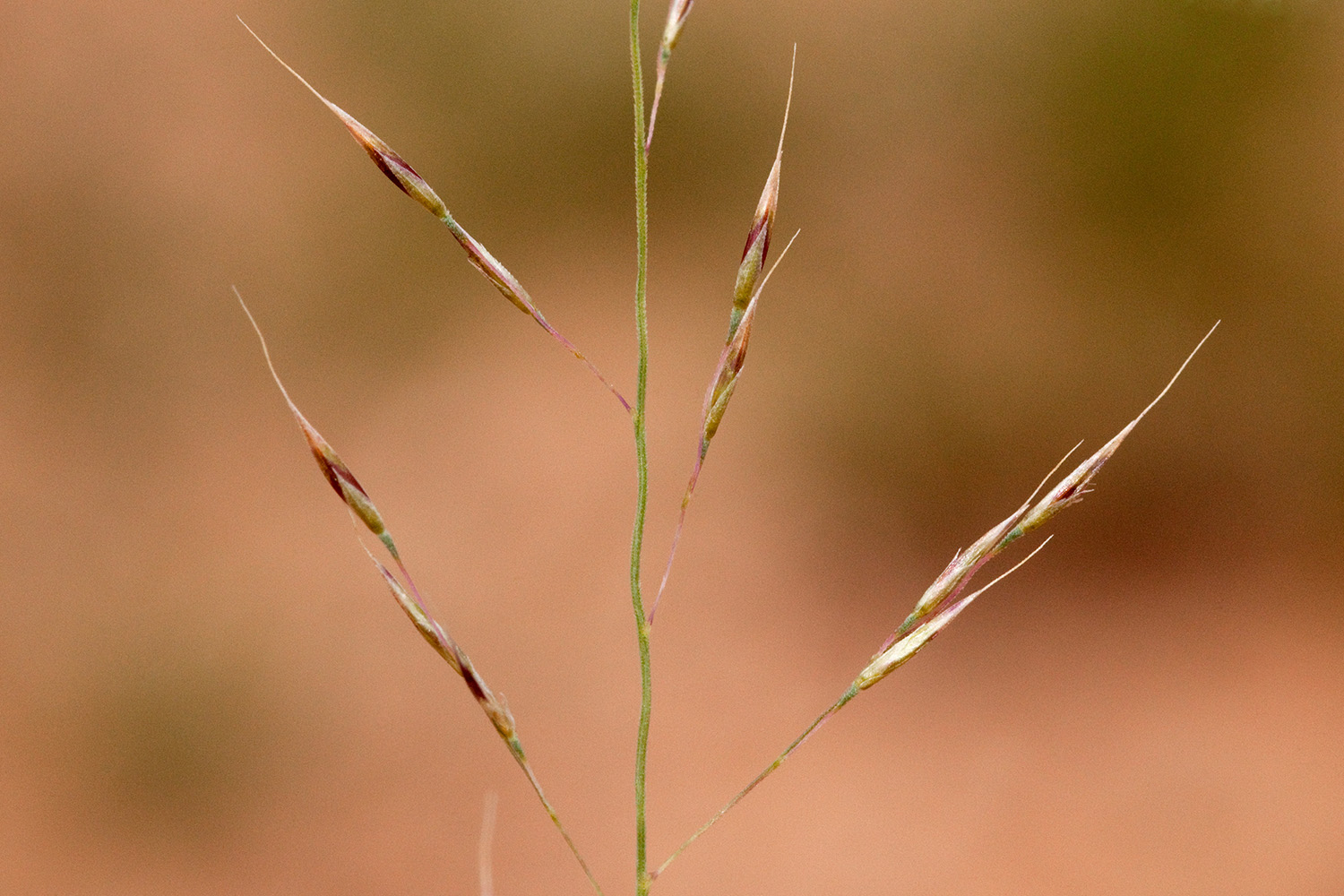 Reddish-greenish seeds on a loosely branched panicle